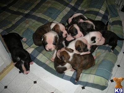 American Bulldog Puppies for Sale